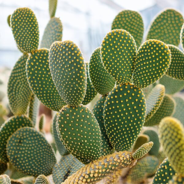 Cactus Bunny Ear group