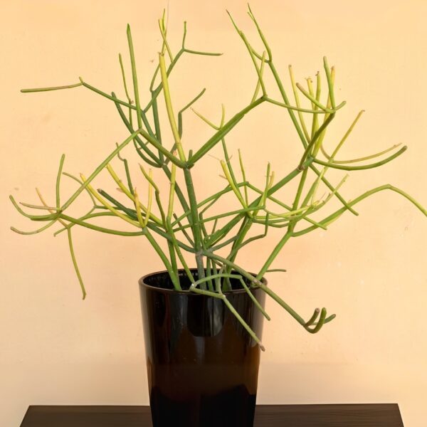 Cactus Firestick in a black pot