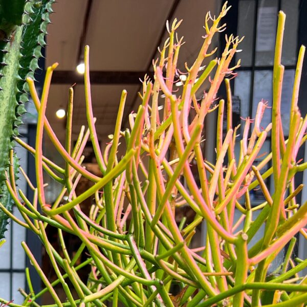 Cactus Firestick with sun stress