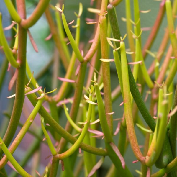 Cactus Firestick close up