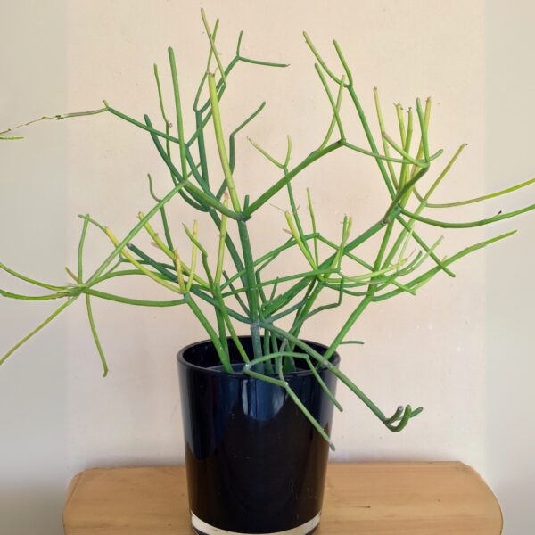 Cactus Firestick as a houseplant