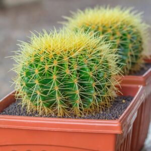 Cactus Golden Barrel