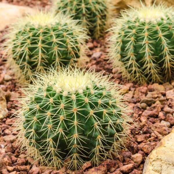 Cactus Golden Barrel planted in rocks