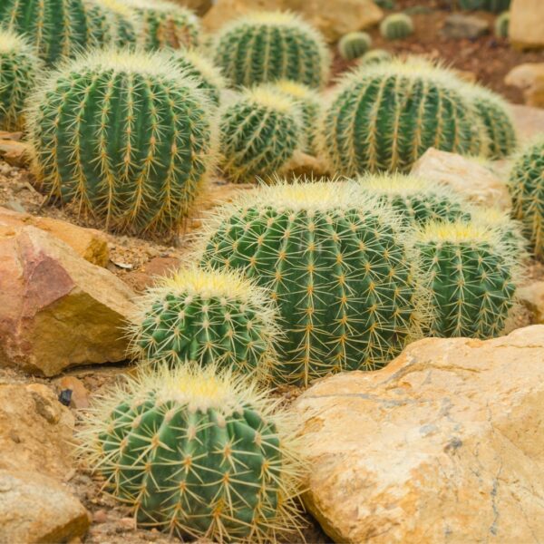Cactus Golden Barrel group