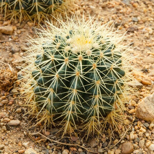 Cactus Golden Barrel planted in the ground