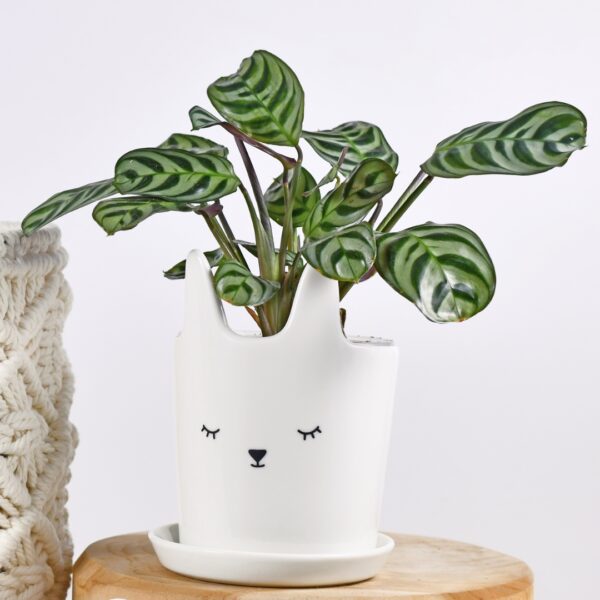 Calathea Burle Marx in a cat pot