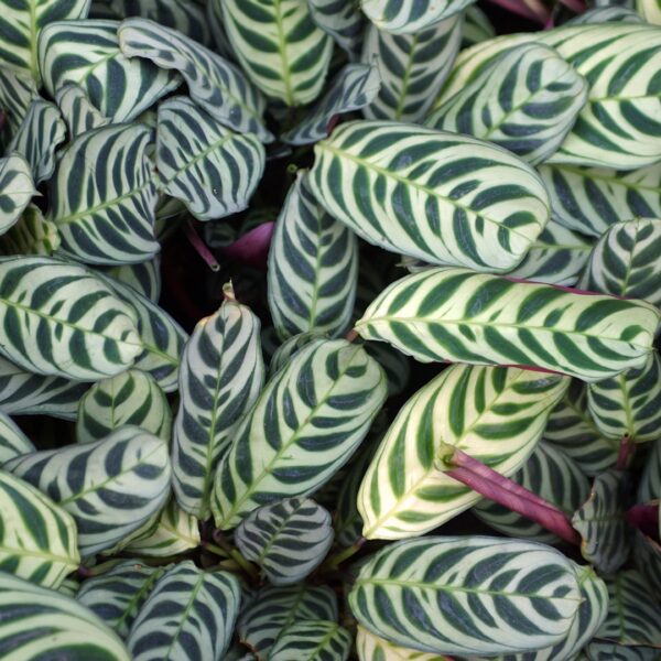 Calathea Burle Marx foliage