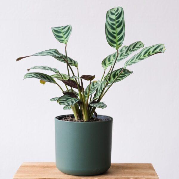 Calathea Burle Marx in a blue green pot