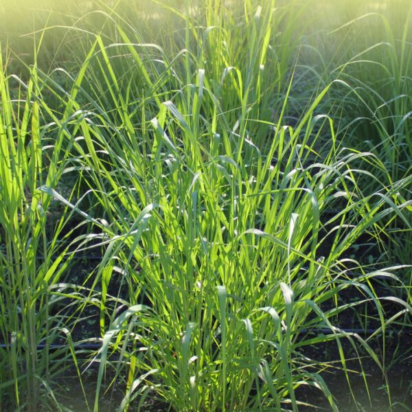 Cape Breeze Switchgrass