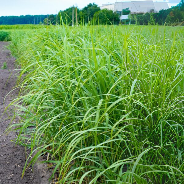 Cape Breeze Switchgrass mass planted