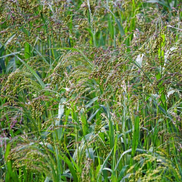 Cape Breeze Switchgrass blooms