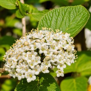 Chicago Luster Viburnum