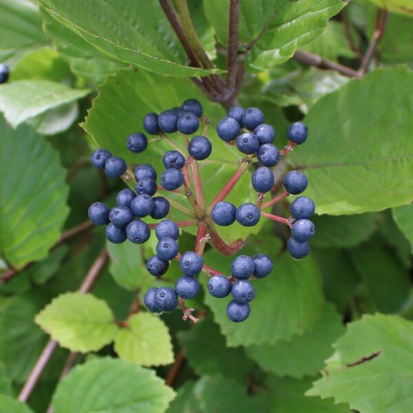 Chicago Luster Viburnum berries
