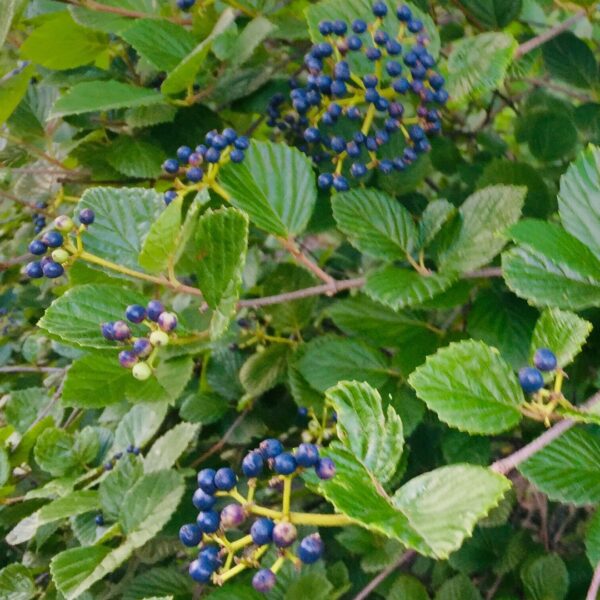 Chicago Luster Viburnum berries
