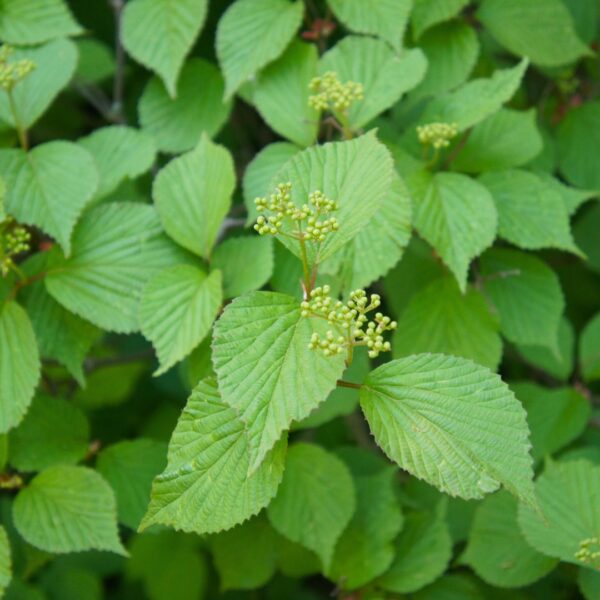 Chicago Luster Viburnum leaves