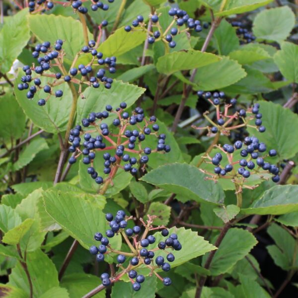 Chicago Luster Viburnum berry clusters