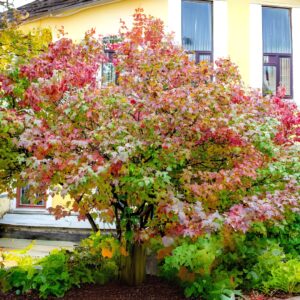 Cranberry Viburnum