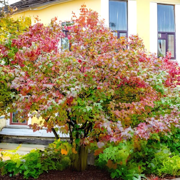 mature Cranberry Viburnum