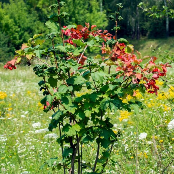 young Cranberry Viburnum