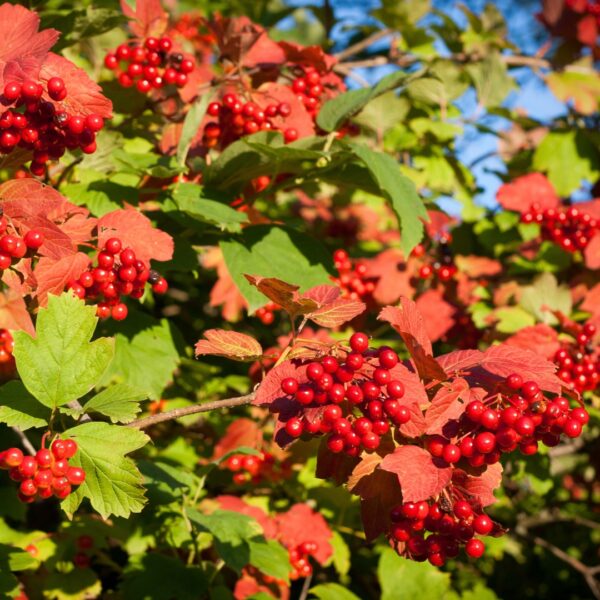 Cranberry Viburnum berries