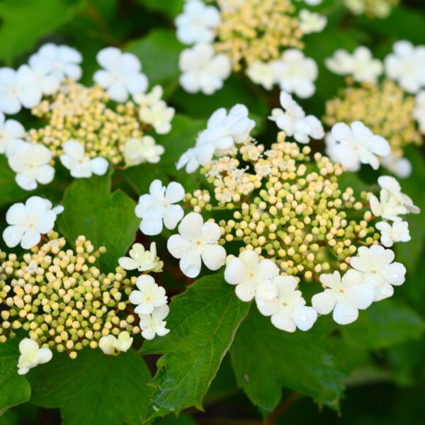 Cranberry Viburnum flowers