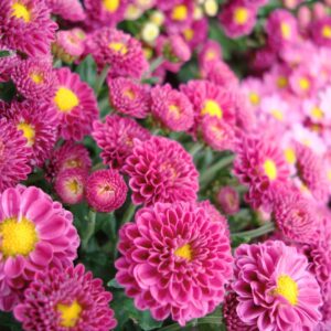 Dainty Pink Igloo Hardy Mum