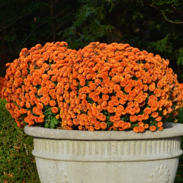 Dendranthema Warm Igloo in a pot