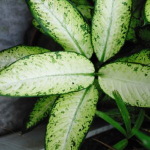 Dieffenbachia Camouflage