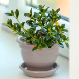 Goldfish Plant