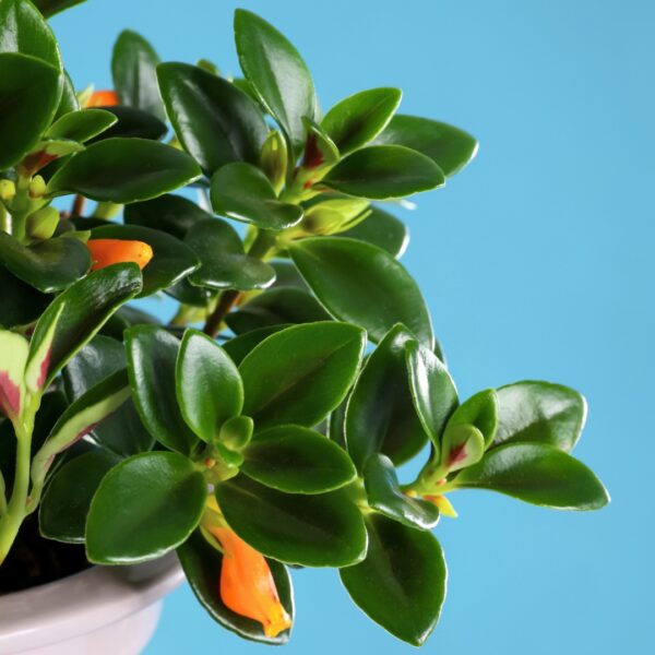 Goldfish Plant with blooms