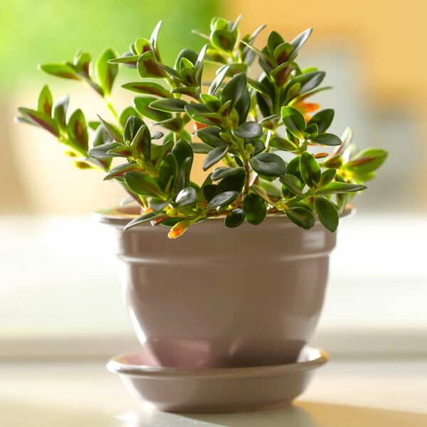 Goldfish Plant in a pot