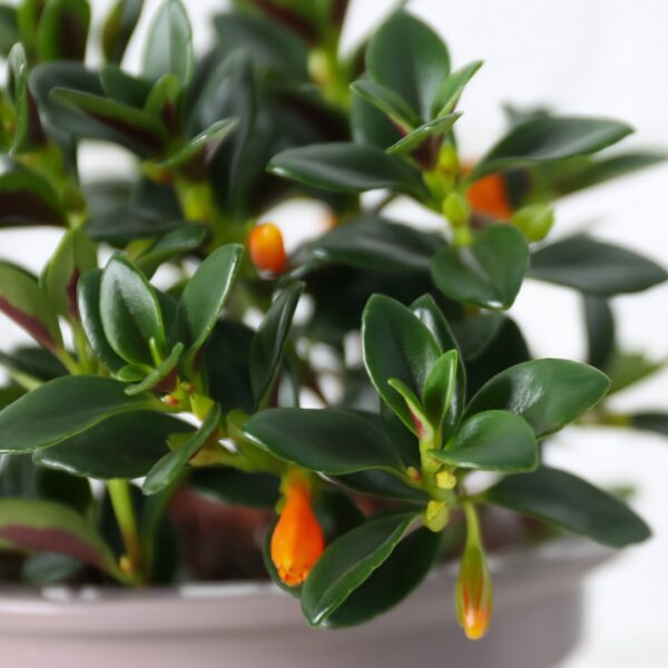Goldfish Plant foliage