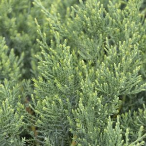 Grey Owl Juniper