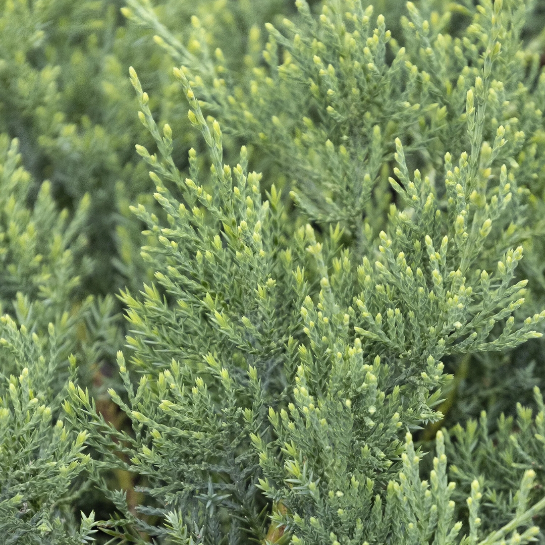 Grey Owl Juniper foliage up close
