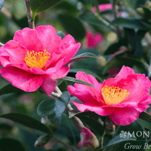 Kanjiro Camellia - Image 2