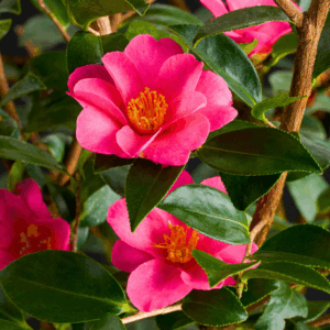 Kanjiro Camellia