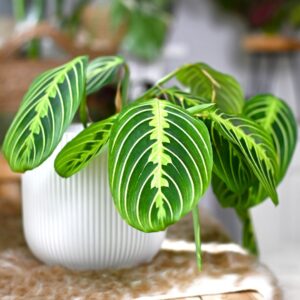 Maranta Lemon Lime