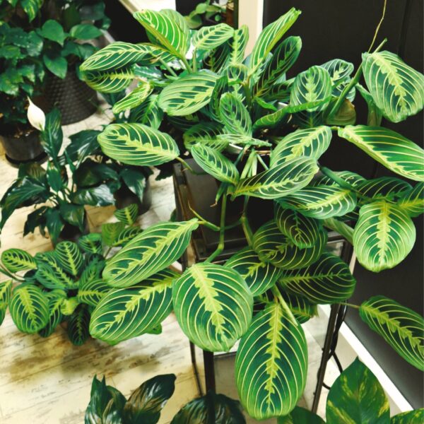 mature Maranta Lemon Lime