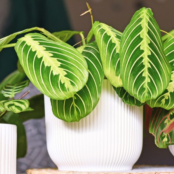 Maranta Lemon Lime