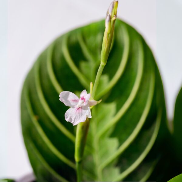 Maranta Lemon Lime flower