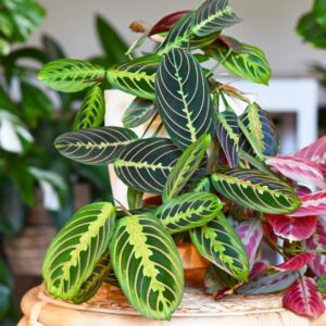 Maranta Red