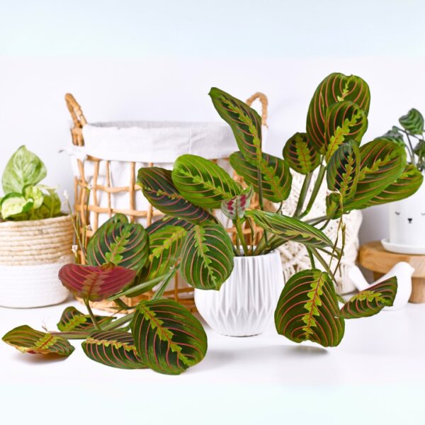 mature Maranta Red