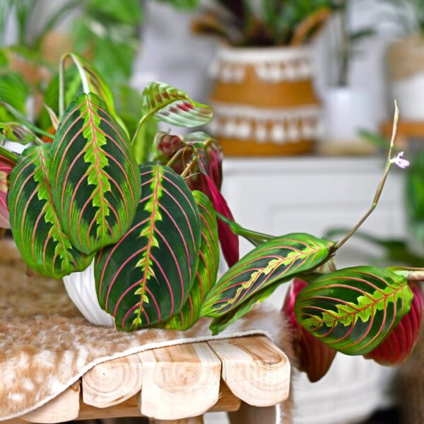 Maranta Red with flower