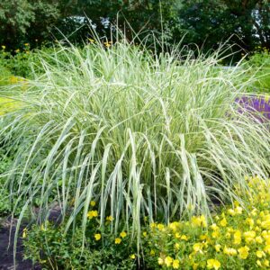 Miscanthus Cosmopolitan