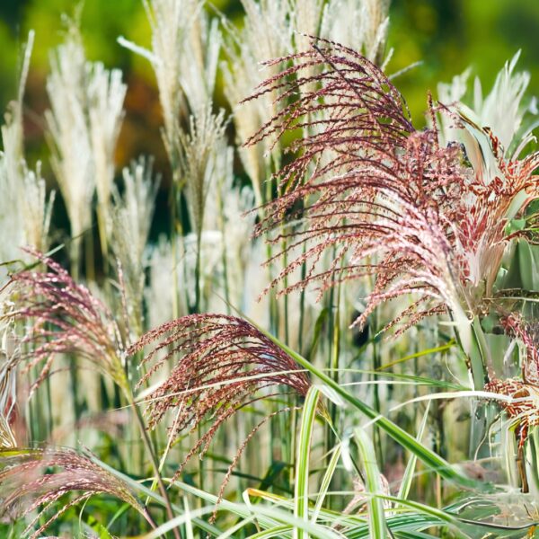 Miscanthus Cosmopolitan blooms