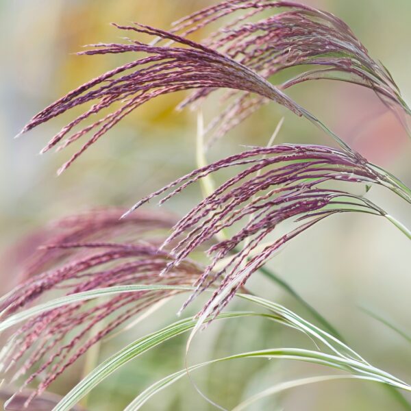 Miscanthus Cosmopolitan blooming