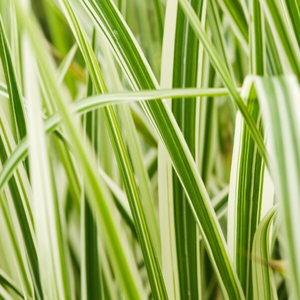 Miscanthus Cosmopolitan foliage