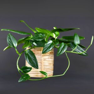 Monstera Cobra