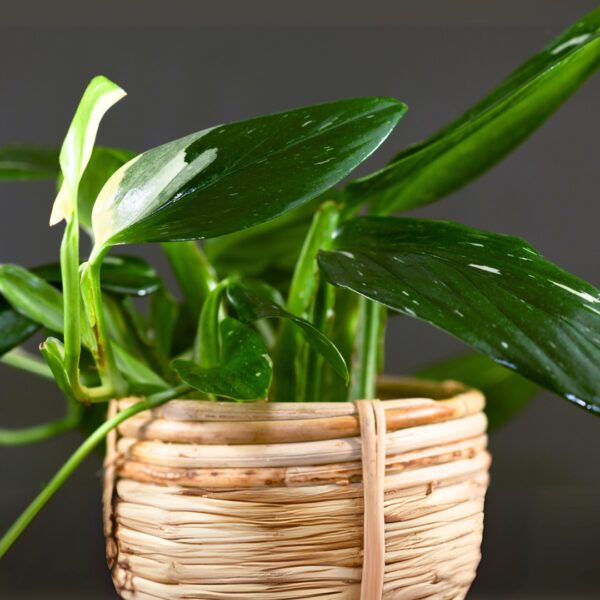 Monstera Cobra leaves