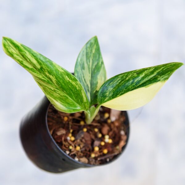 young Monstera Cobra